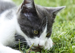 Veterinarian and animal hospital in Colma and Daly City, CA