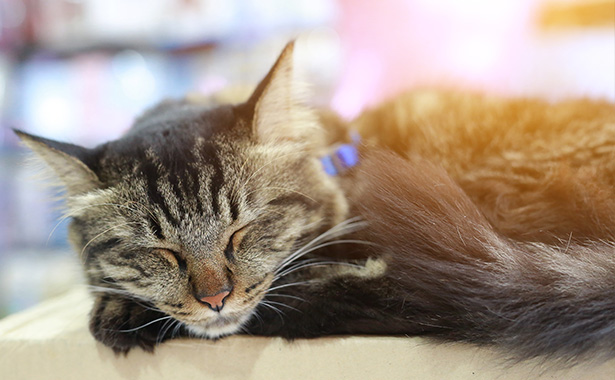 Cat laying in comfort: Pet laser therapy in Colma