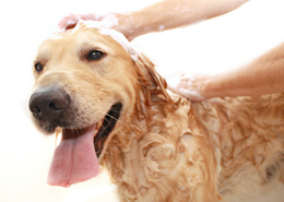 Dog taking a bath