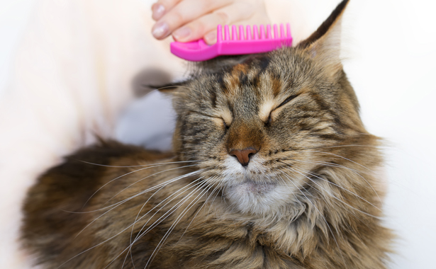 Pet Grooming in Colma, CA