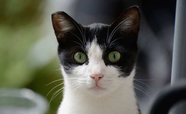black and white cat looking straight ahead: Spay and Neuter in Colma