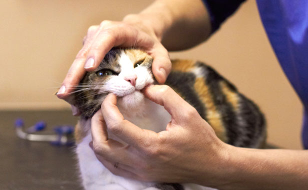 Cat & Dog Teeth Cleaning in Colma, CA
