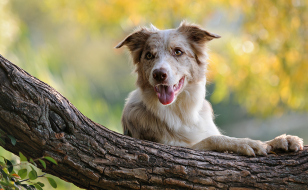 Veterinarians Near Daly City, CA