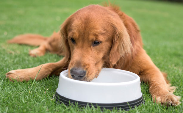 golden retriever drinking from bowl