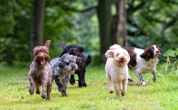 group of dogs running outside