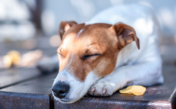 Veterinary Jobs in Colma, CA