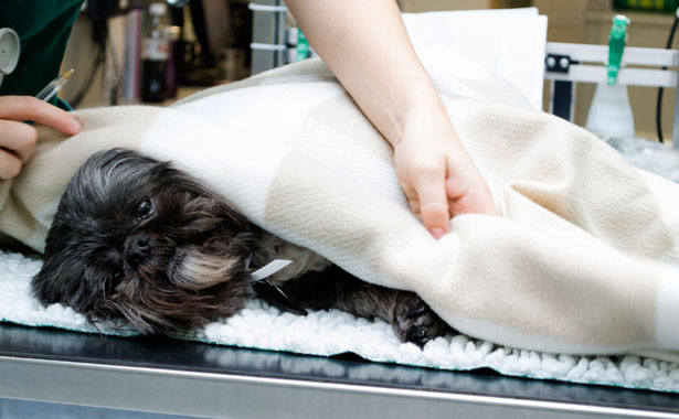 Dog under blanket on surgery table: Pet Surgery in Colma