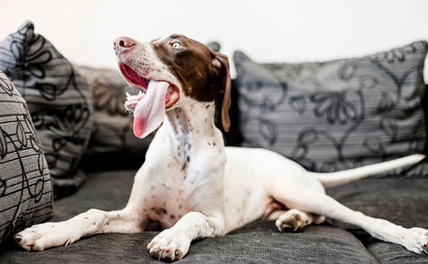 large dog with tongue sticking out laying on large couch