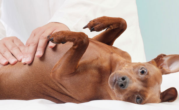 Pet Diagnostics in Colma, CA