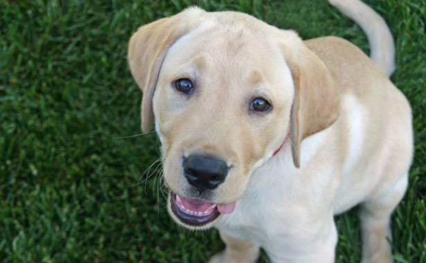 golden retriever puppy smiling: Veterinary Services in Colma