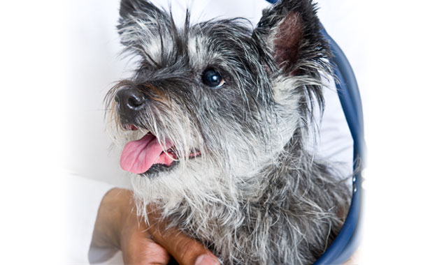 gray dog in the arms of a vet