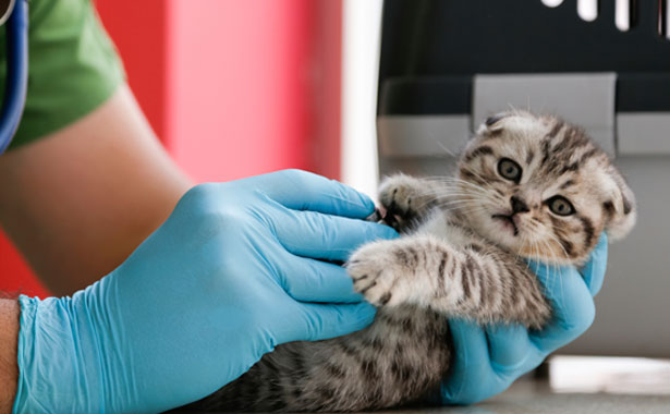 kitten being examined by vet