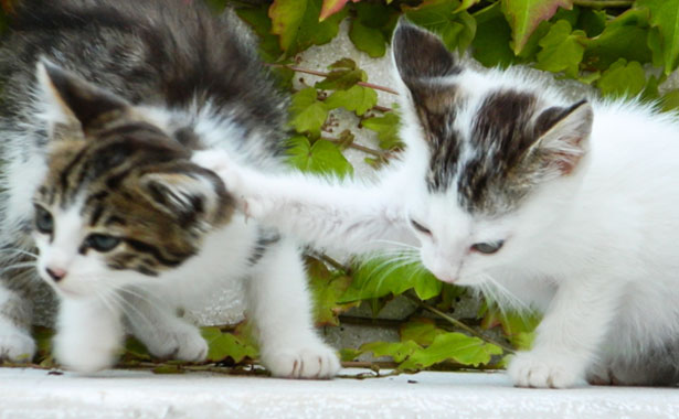 Dog and Cat Vaccinations in Colma, CA