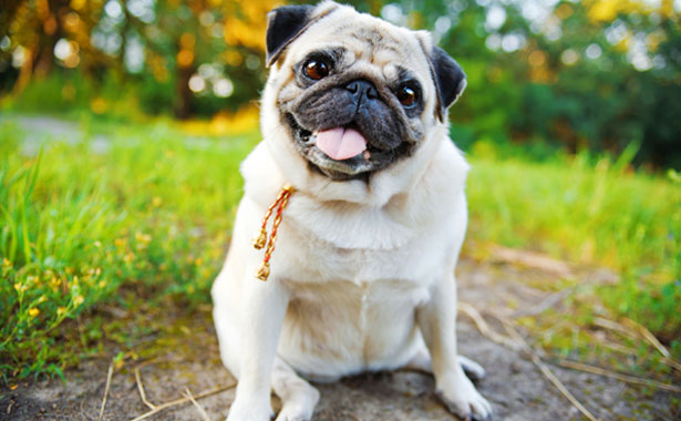pug sitting down outside: Veterinary Staff in Colma