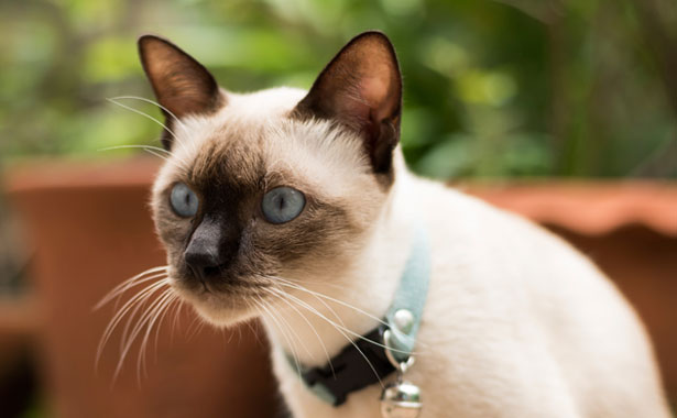 siamese cat staring off into the distance