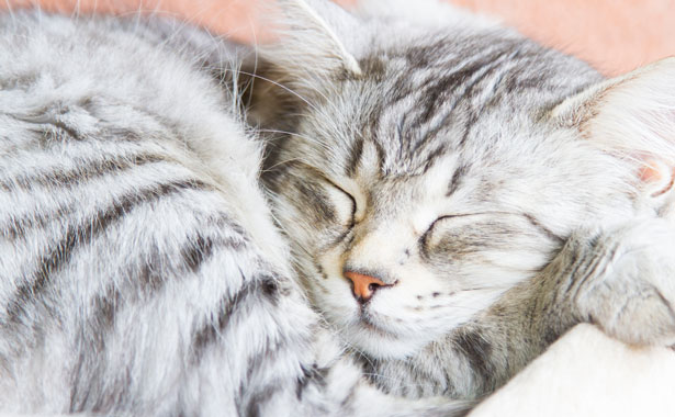 dog and cat wellness exam care in Colma, CA