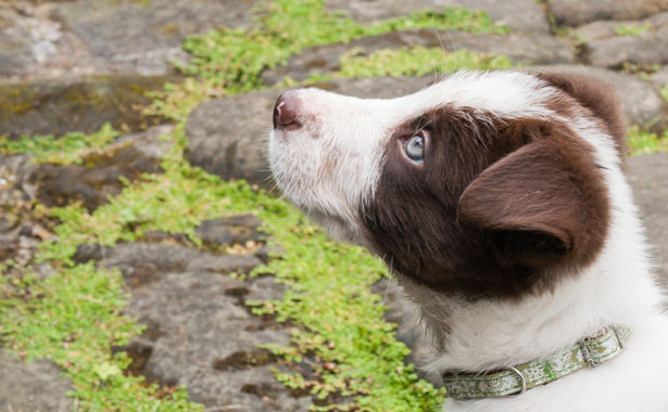 small dog looking up