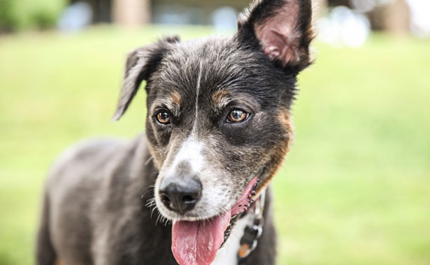 24 Hour Emergency Vet in Colma, CA