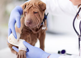 wrinkly brown dog held by vet