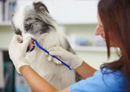 vet brushing teeth of large white dog