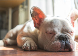 Puppy taking a nap