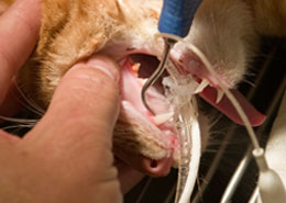 cat receiving dental procedures