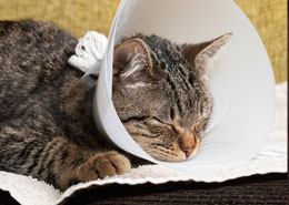 Cat wearing a cone: Pet Surgery in Colma