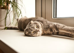 cat laying down by window: Veterinary Services in Colma