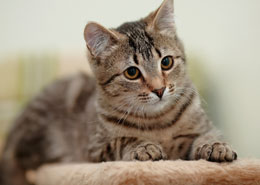 young gray cat looking into distance