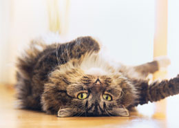 cat laying on back