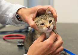 Kitten wellness exam care in Colma, CA