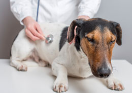 dog and cat wellness exam care in Colma, CA