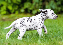 Dalmatian puppy walking through grass