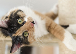 Cat at Our Animal Hospital in Daly City, CA