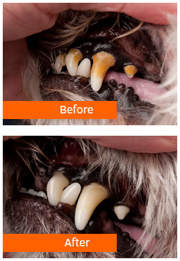 before and after dental cleaning