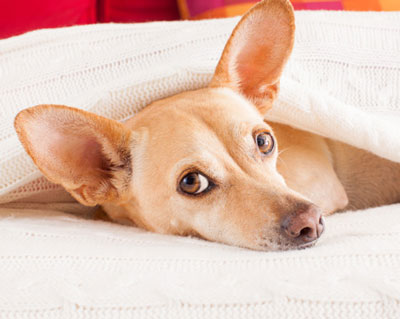 brown dog laying under blanket