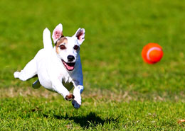 small dog chasing red ball through grass