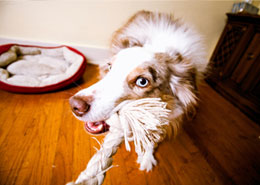 white and gray dog playing with rope toy