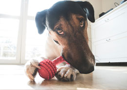 dog chewing on toy