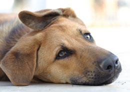 brown dog with ear on head