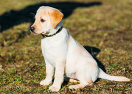 golden retriever puppy sitting in grass