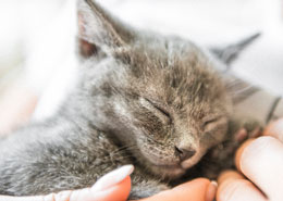 gray cat sleeping