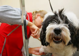 Dog and Cat Grooming in Colma, CA