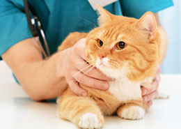 orange and white cat being examined by vet