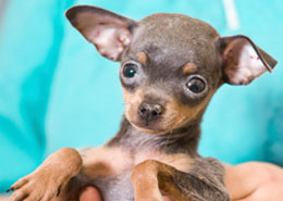 small chihuahua being held by vet