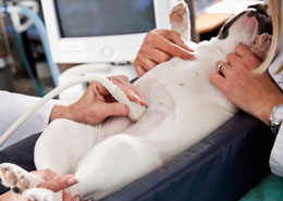 Dog during an ultrasound