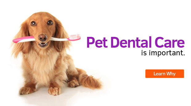 Dog with a toothbrush